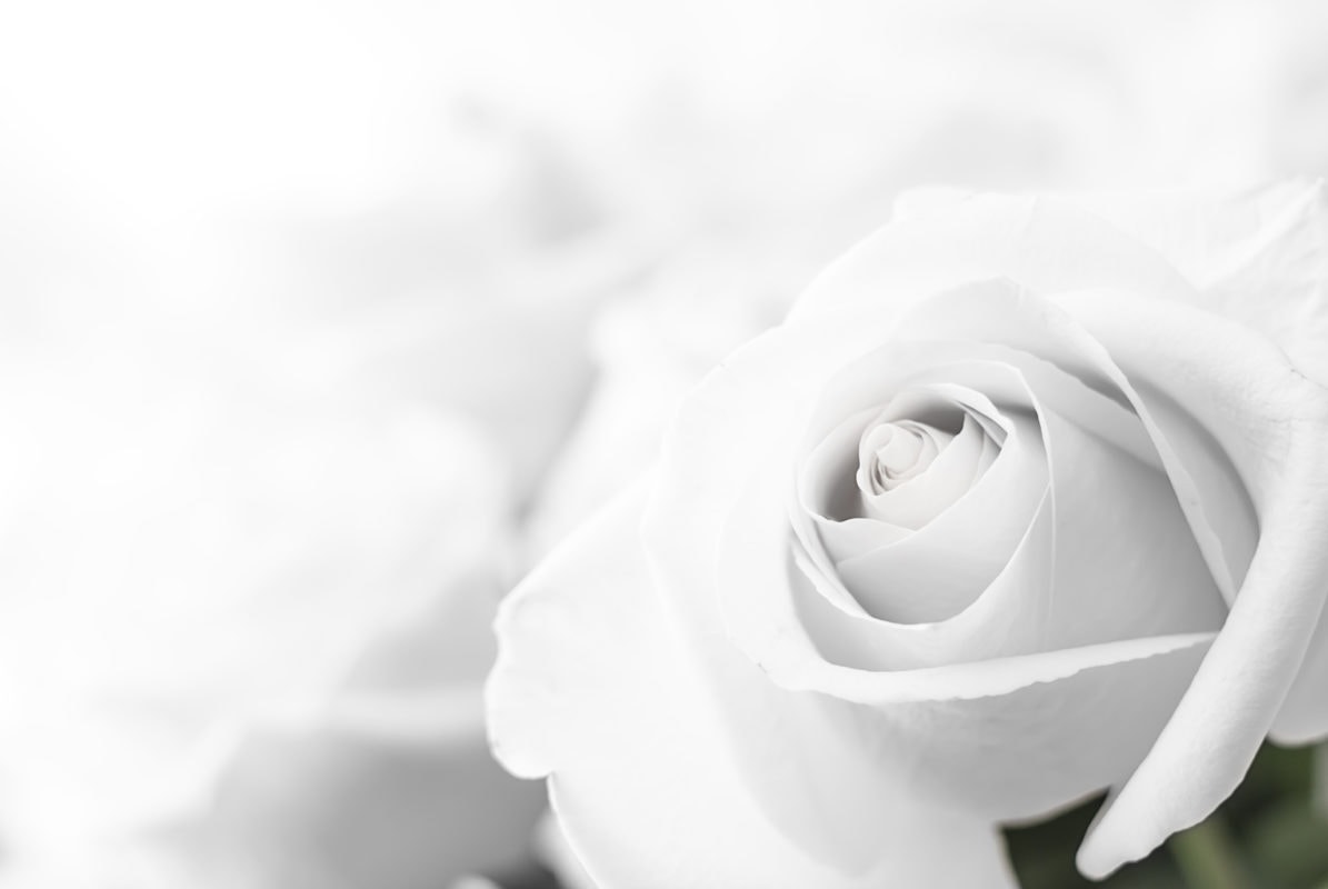 White,roses,close Up